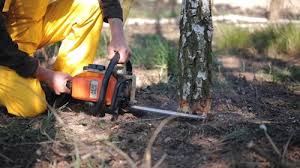 Lawn Pest Prevention in Croom, MD