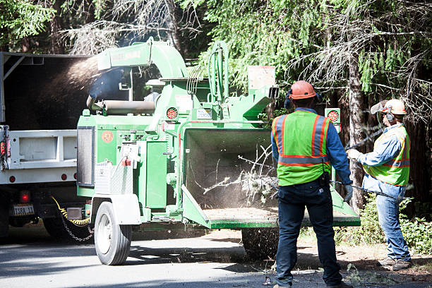 How Our Tree Care Process Works  in  Croom, MD