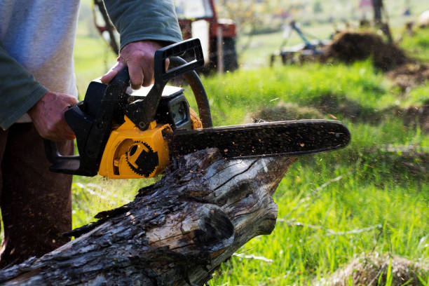 Best Lawn Disease Treatment  in Croom, MD